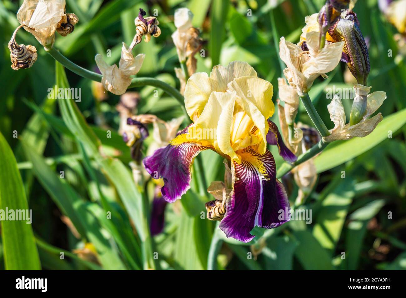 Gros plan sur les magnifiques fleurs d'été en fleurs « Iris ». Banque D'Images