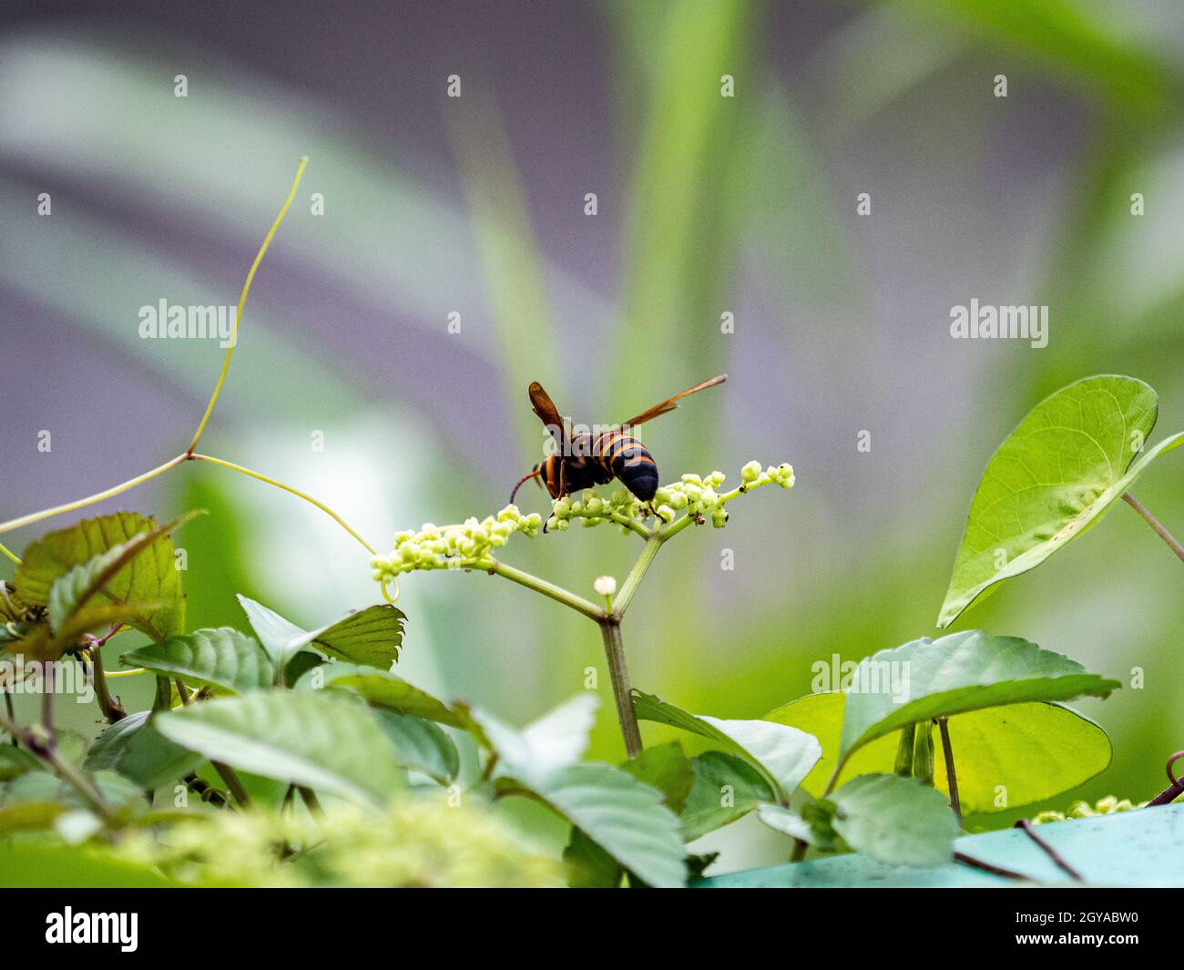Gros plan d'un hornet géant japonais sur une petite fleur de vigne bushkiller de derrière Banque D'Images