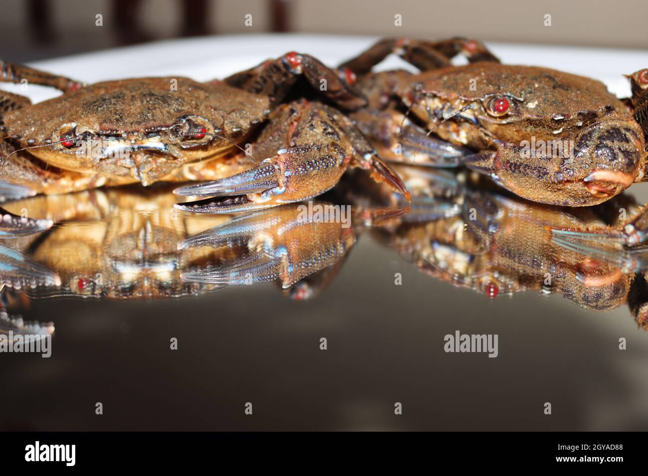 pinces à crabe en purée délicieuses pincettes de fruits de mer Banque D'Images