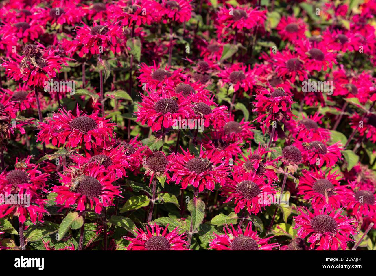 Rouge Monarda didyma fleurs, format remplissage Banque D'Images