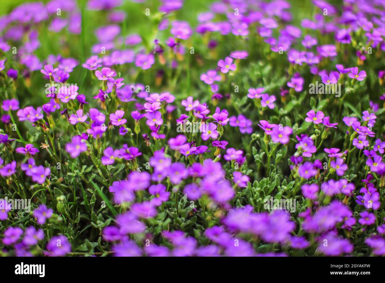 Profondeur de champ photo (seulement de 2 pétales dans focus) de fleurs violettes - et de tiges vertes. Résumé Contexte de printemps. Banque D'Images