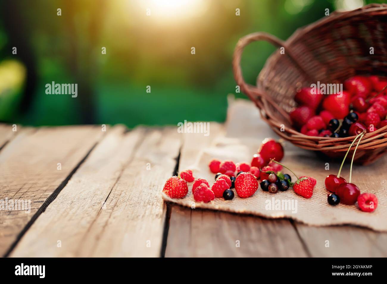 Panier en osier renversé avec différentes baies sur un morceau de tissu sur fond de terrasse en bois au soleil flou du matin. Fraise, framboise, dev Banque D'Images