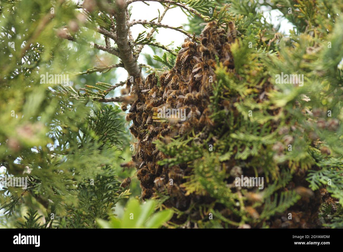L'essaimage des abeilles Banque D'Images
