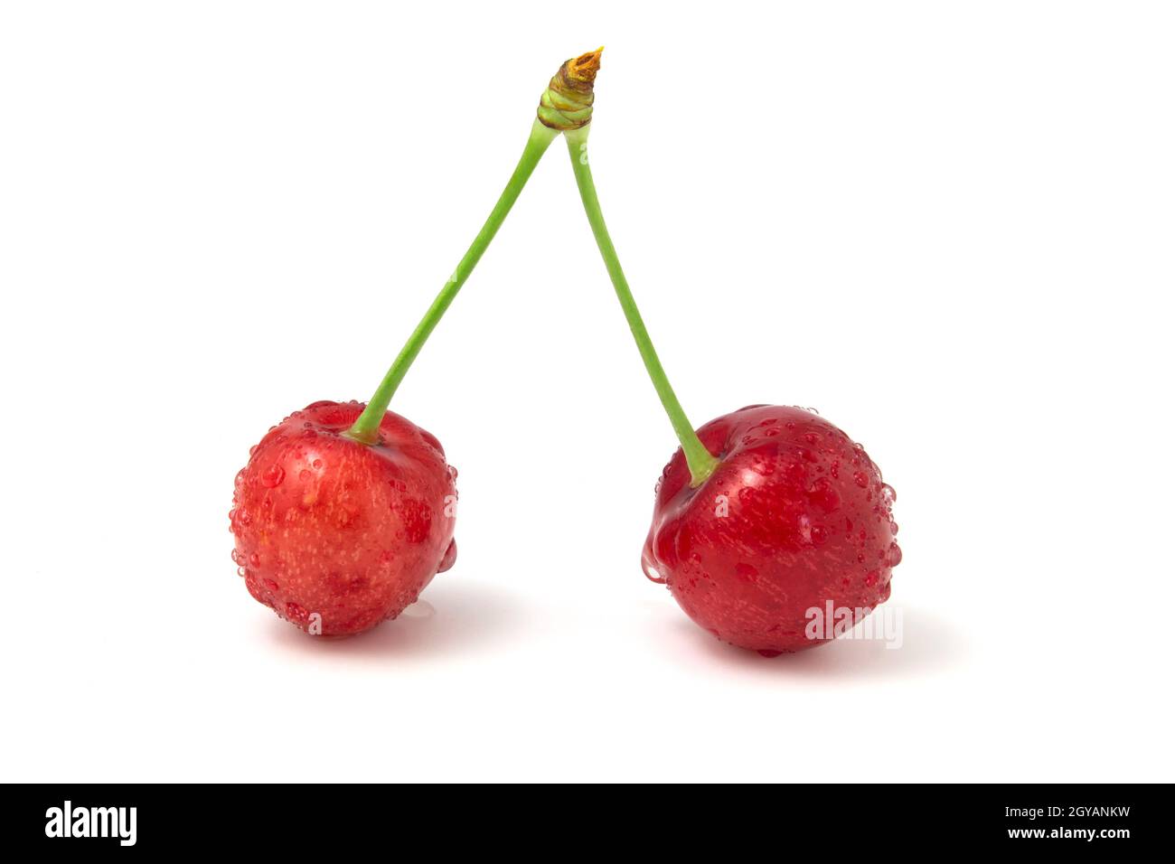 Cerises douces isolées sur fond blanc. Les baies mûres sont couvertes de rosée du matin Banque D'Images