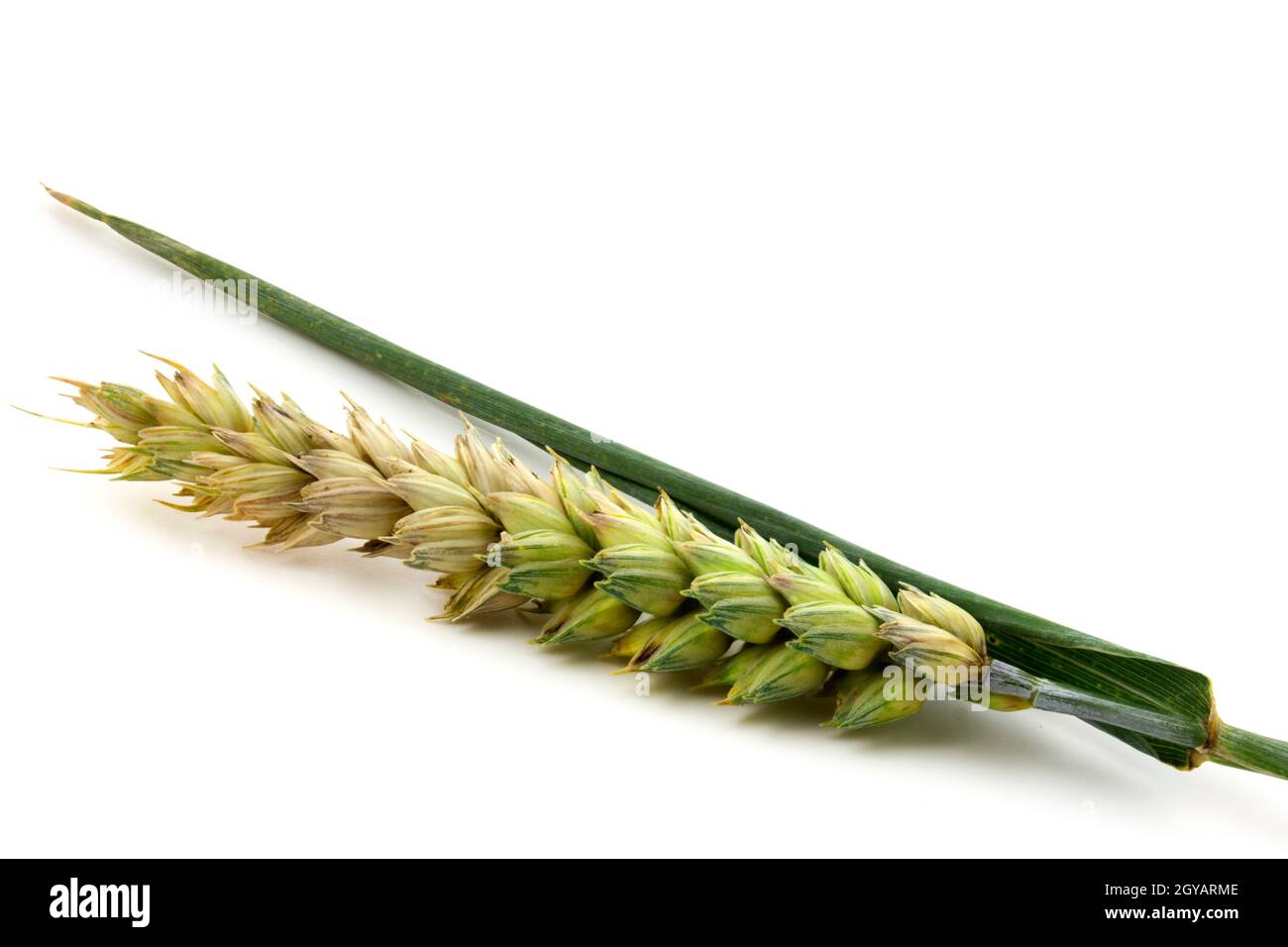 Épillet de blé isolé sur fond blanc de près. Demi-oreille de grain mûr Banque D'Images