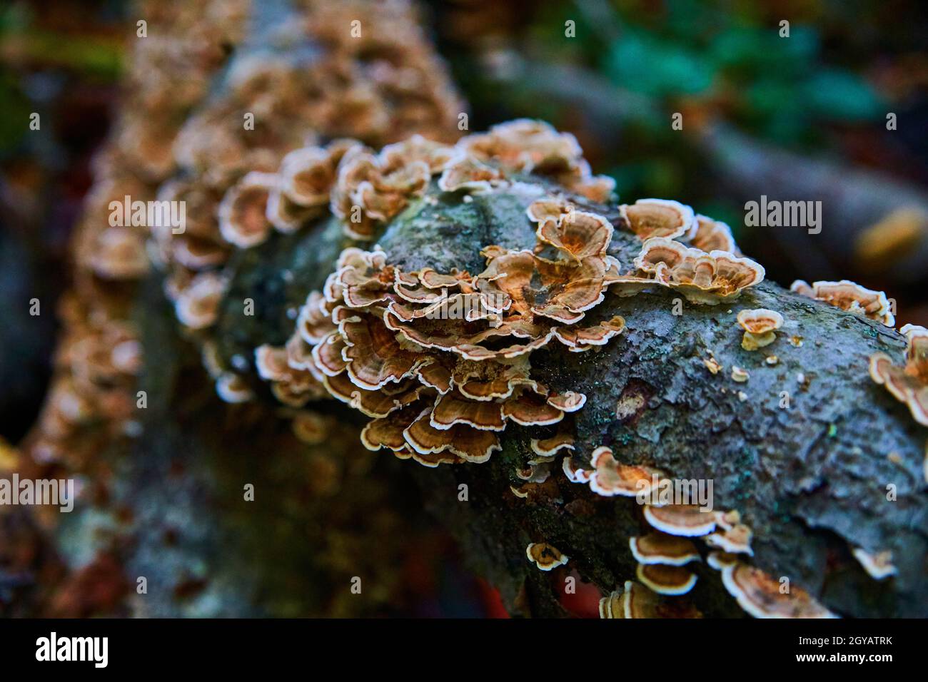 Champignons sur le log tombé gros plan microshot Banque D'Images