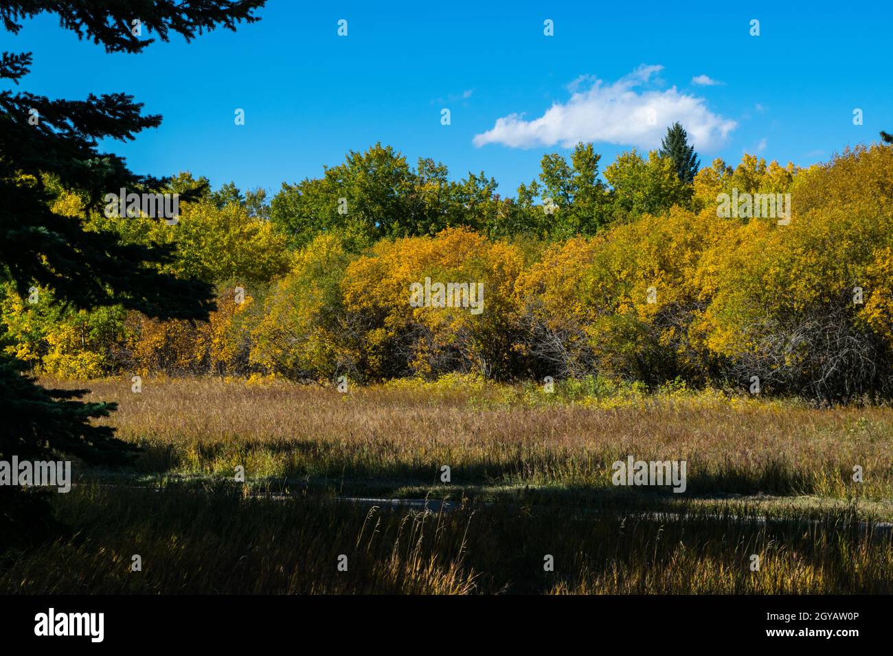 Couleurs d’automne Banque D'Images