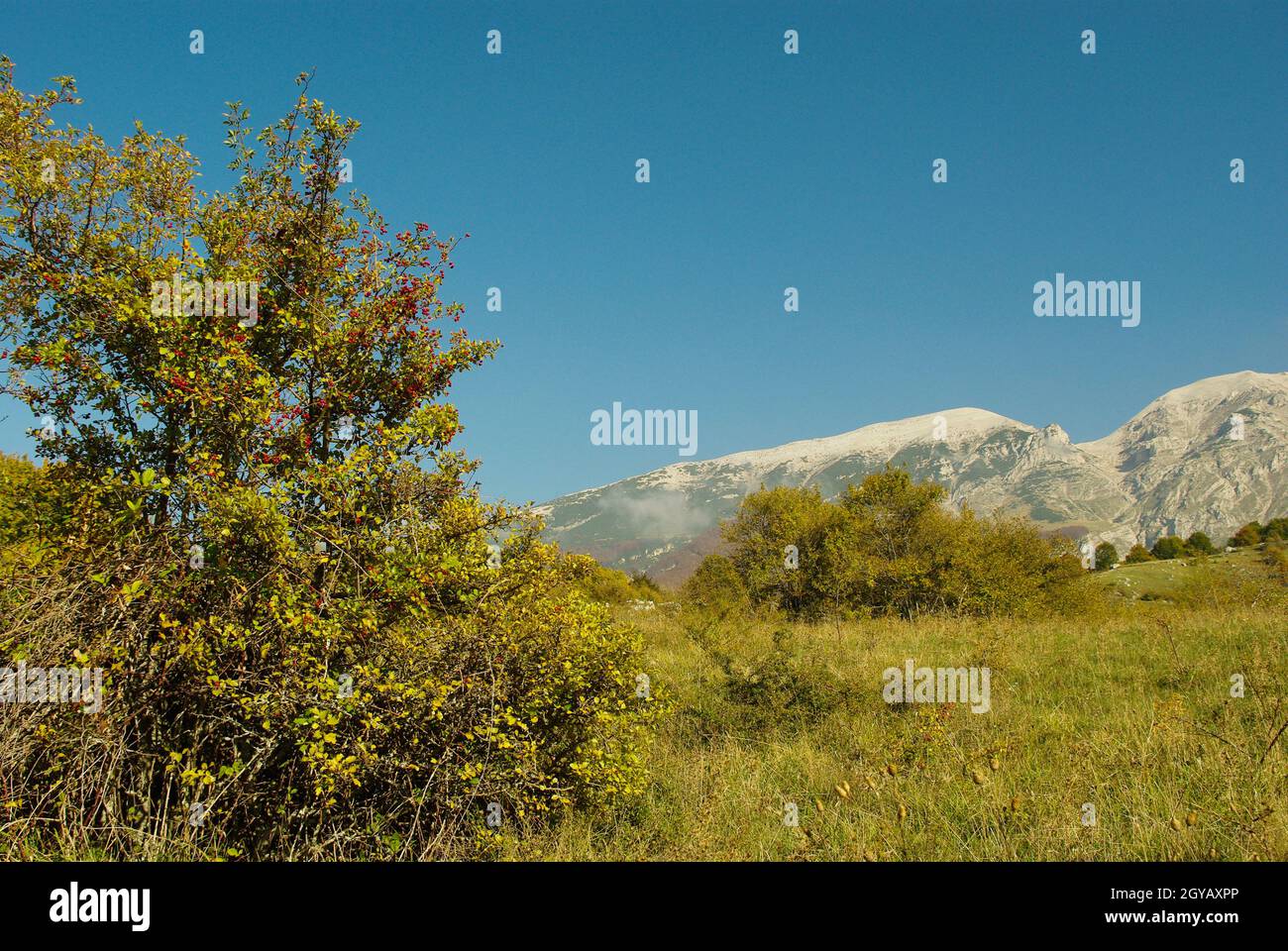 Abruzzes: Plante de rosehip qui pousse spontanément sur le plateau de Passo San Leonardo - Majella montagnes Banque D'Images