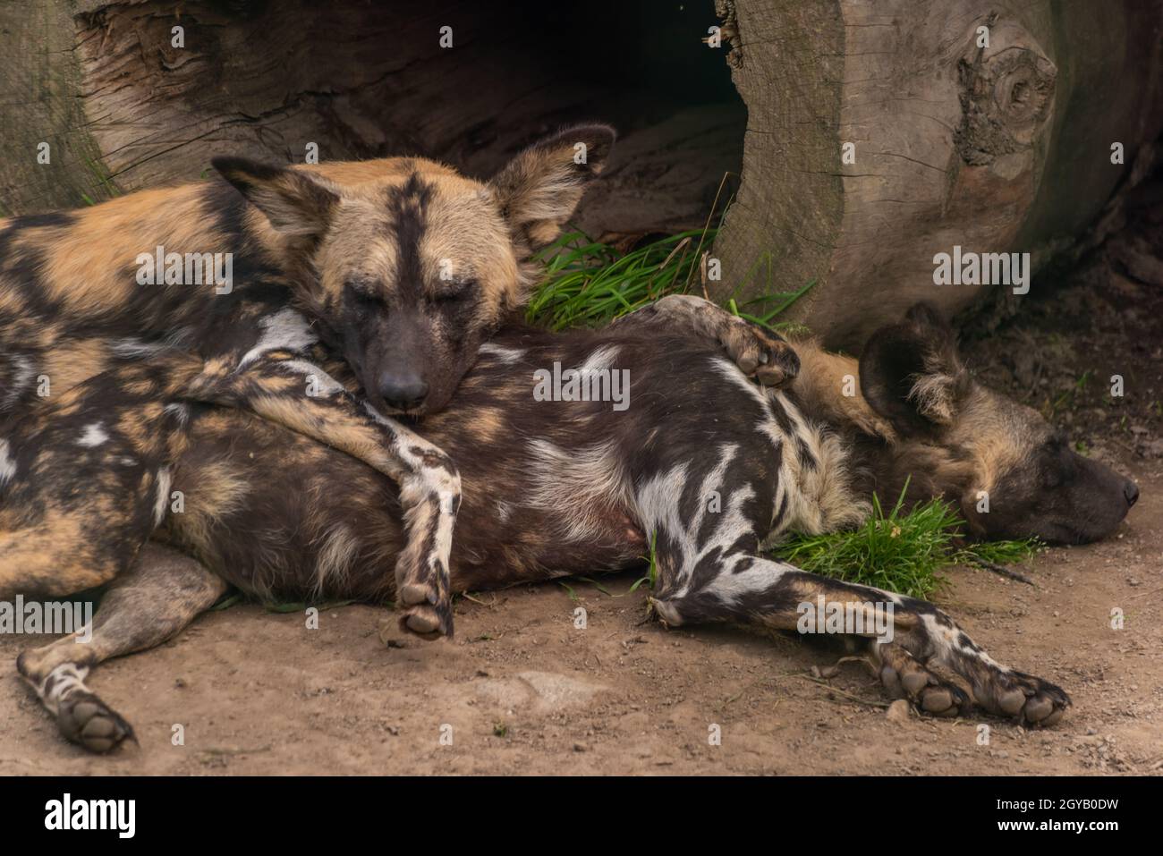 Chien hyène Banque de photographies et d'images à haute résolution - Alamy