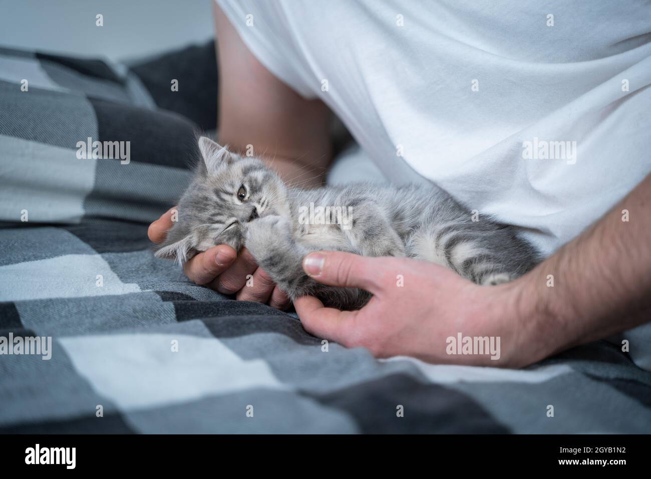Le thème est l'amour, le soin et la protection des animaux de  compagnie.Homme se bassiant dans le lit avec bébé gris Scottish Straight  chat.Les mâles câlins et coups de chat à la