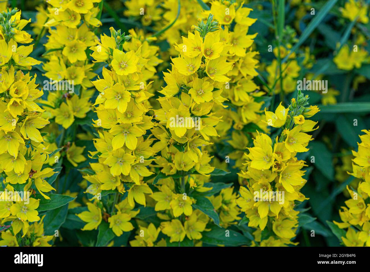 Belles fleurs de montagne jaunes typiques des régions alpines Banque D'Images