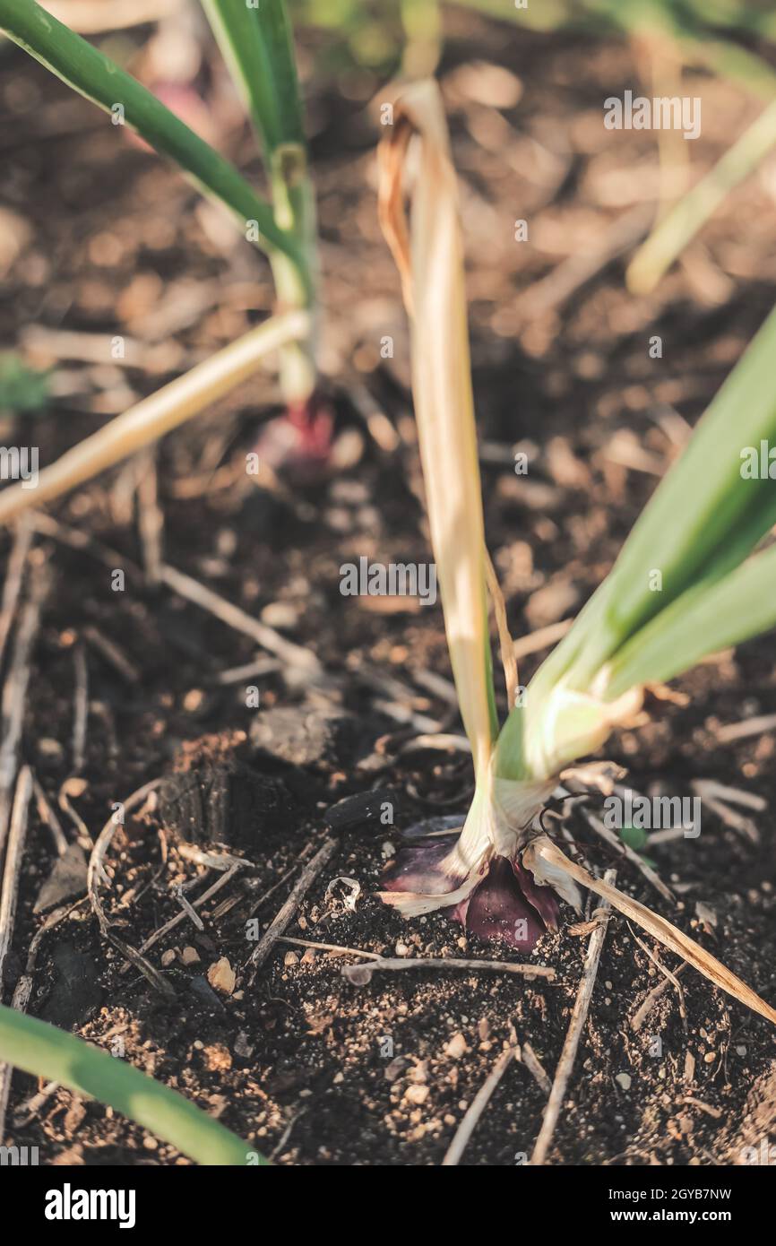 Oignons rouges poussant dans un jardin biologique de cuisine suburbaine. Banque D'Images