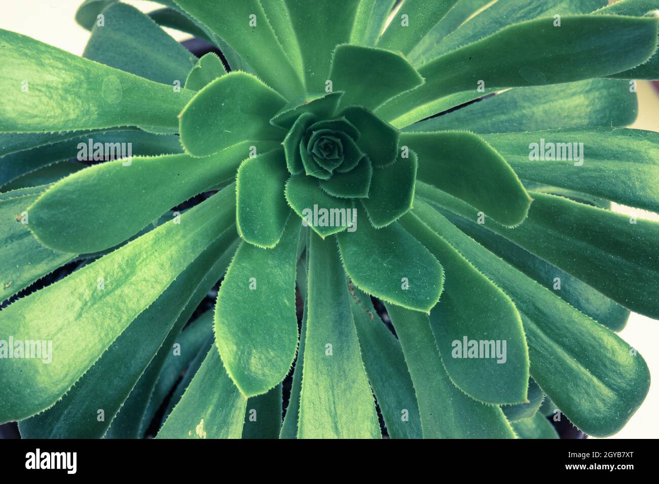 Vue rapprochée de la rosette Aeonium Canariense de feuilles vertes.Plantes succulentes d'Aeonium Arboreum Banque D'Images