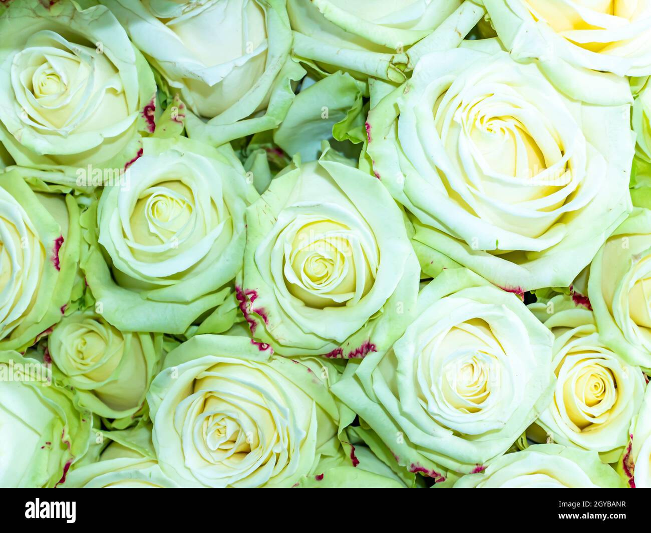 Bouquet Festif De Fleurs De Jardin D Une Rose Blanche Fete Des Meres Anniversaire Bouquet Nuptiale Jour Du Souvenir Journee Internationale De La Femme Placer Pour Le Sommet Photo Stock Alamy