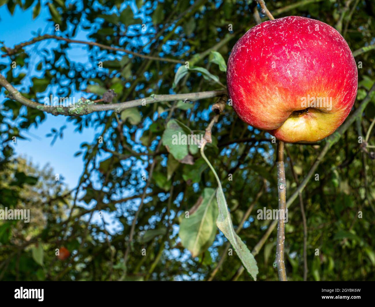 Pomme rouge sur une branche d'arbre dans le jardin.Récolte de pommes de fruits.Ferme.Verger de pommes.Vitamines de pommes.Agriculture.Feuilles vertes d'arbres.Bleu s Banque D'Images