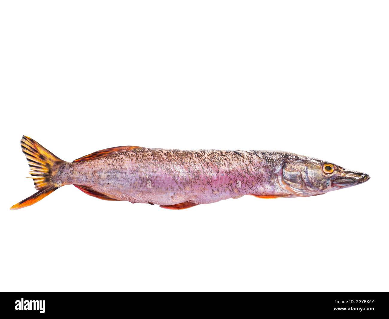 Poissons prédateurs brochets isolés sur fond blanc.Pêche de brochet.Pêche en eau douce.Journée du poisson.Cuisine.Menu de plats.Ailettes.Fond blanc Banque D'Images