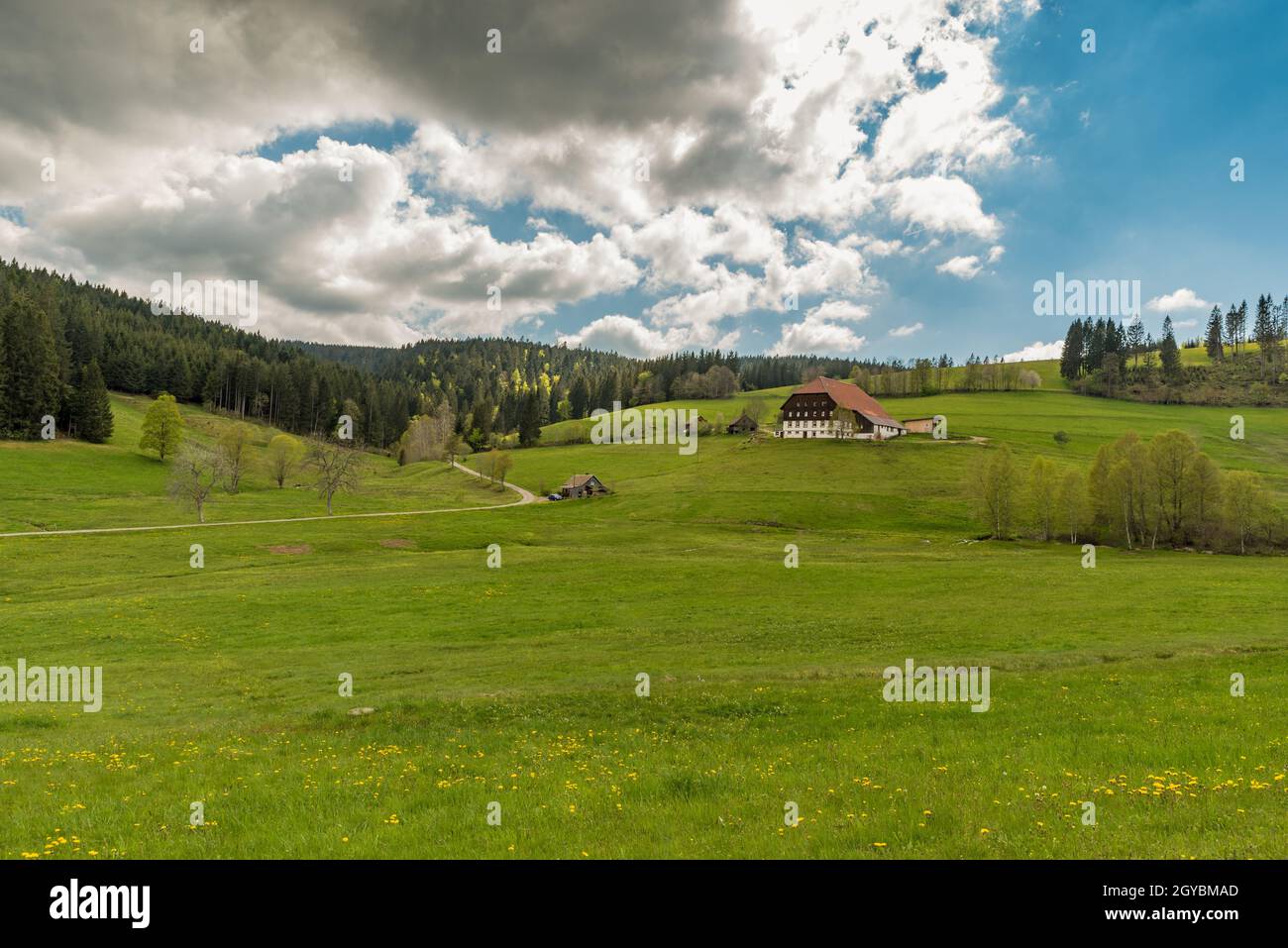 Paysage de la Forêt Noire avec ferme traditionnelle, Jostal près de Breitnau, Bade-Wurtemberg, Allemagne Banque D'Images