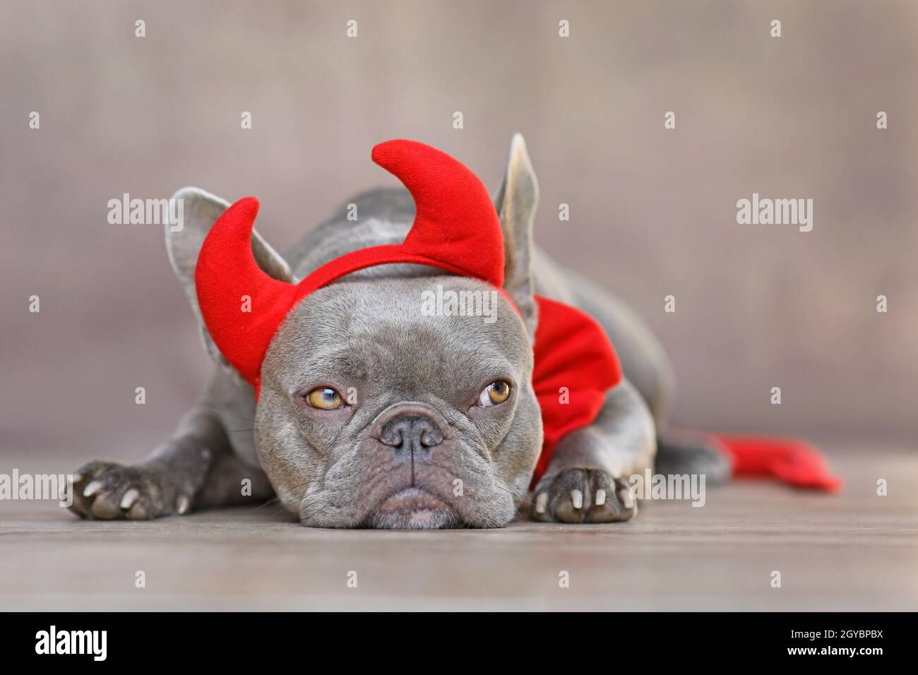 Chien Bulldog français portant des cornes rouges diable, queue et noeud papillon costume d'Halloween devant un fond gris Banque D'Images
