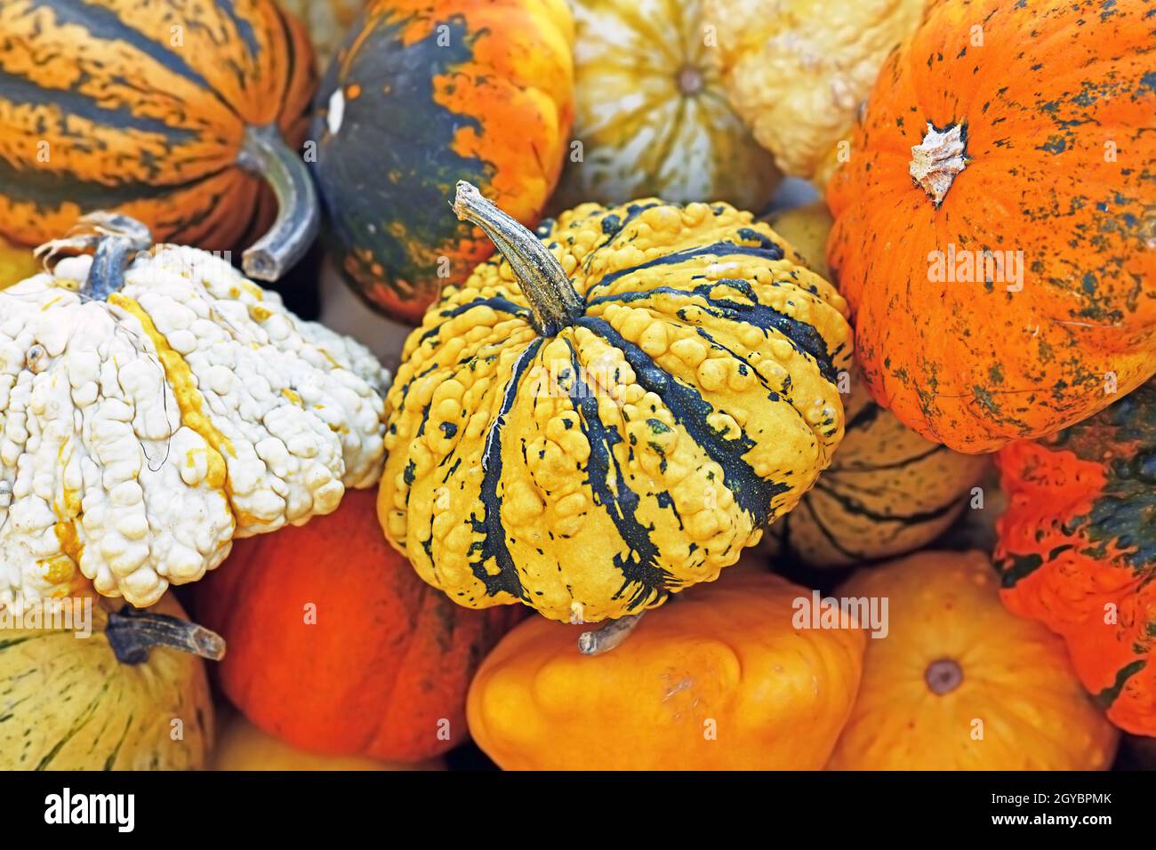 Petit gourde ornemental verni avec une peau rayée jaune et noire dans un tas de citrouilles colorées Banque D'Images