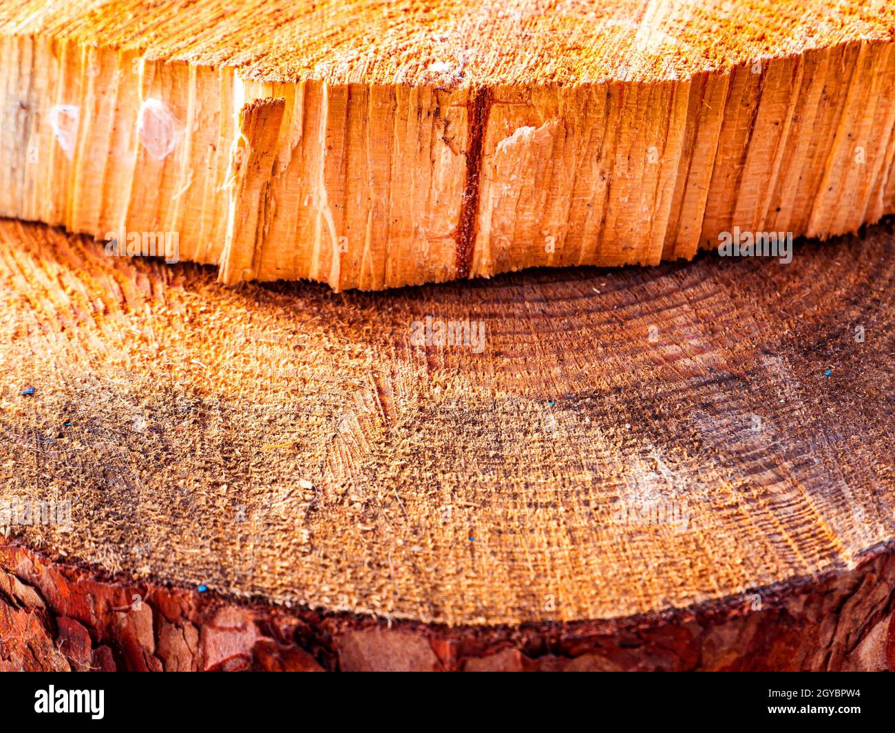 La texture d'une fissure transversale dans une coupe de bois de pin. Arbre haché. Journalisation. Image d'arrière-plan. Bois de scierie. Déforestation. Structure de surface de coupe en pin Banque D'Images