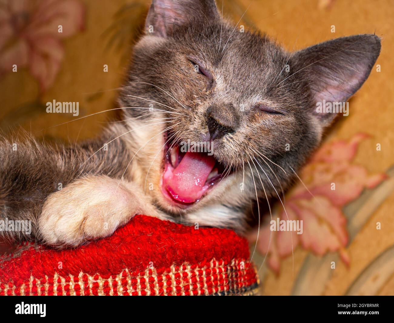 Chat Qui Rit Banque D Image Et Photos Alamy
