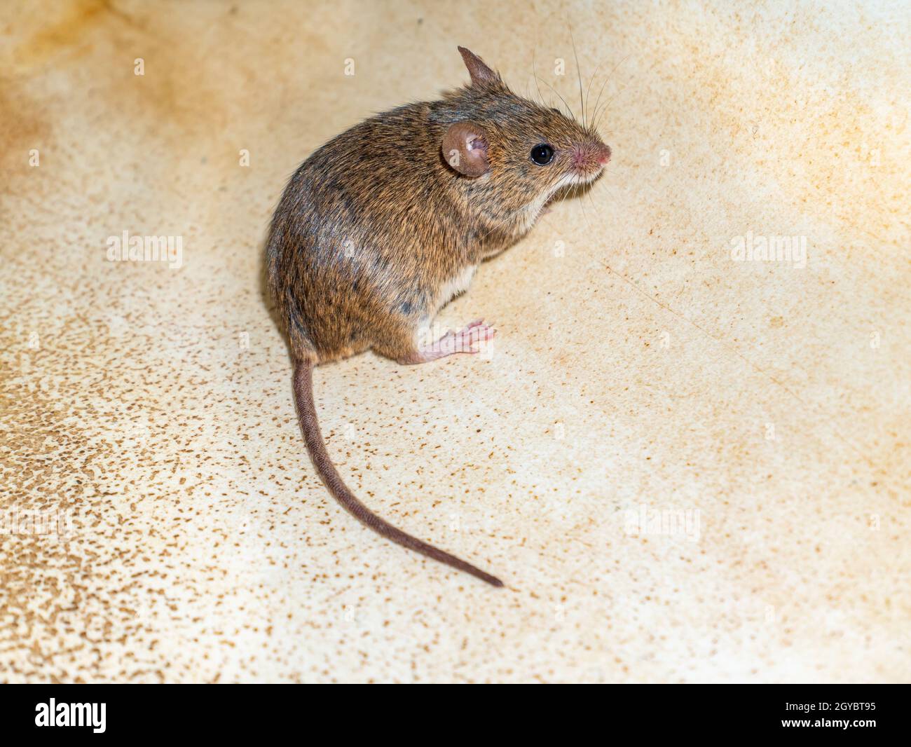 MUS musculus animal rongeur mammifère souris. Rongeurs domestiques. Souris de récolte. Queue d'animal. MUS musculus. Banque D'Images