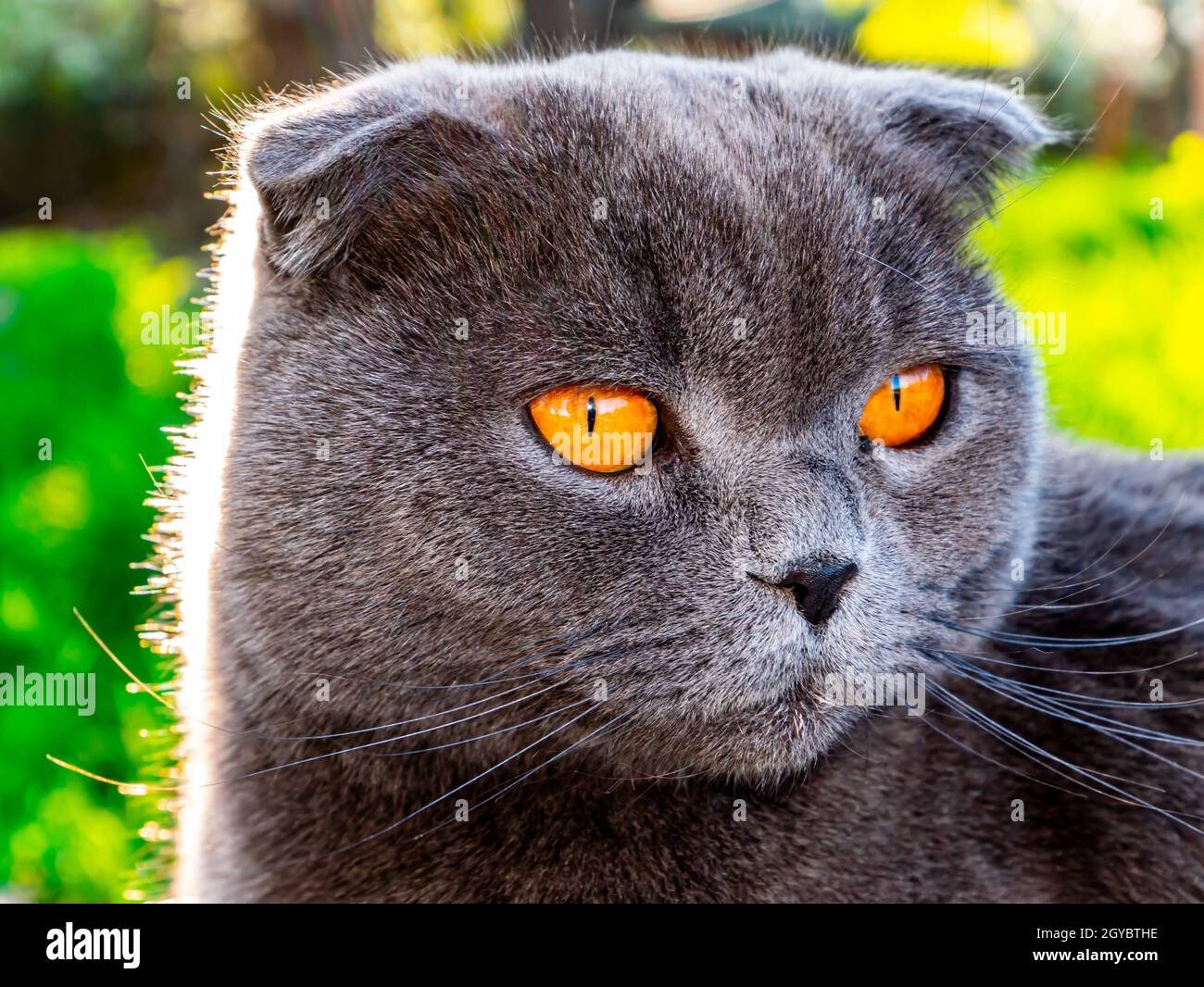 La tête d'un chat gris avec des yeux orange. Écossais plient chat. Race  britannique de chatons. Lignes de référence. Animaux de compagnie. Les  animaux prédateurs. Couleur grise de la laine. Orange Photo
