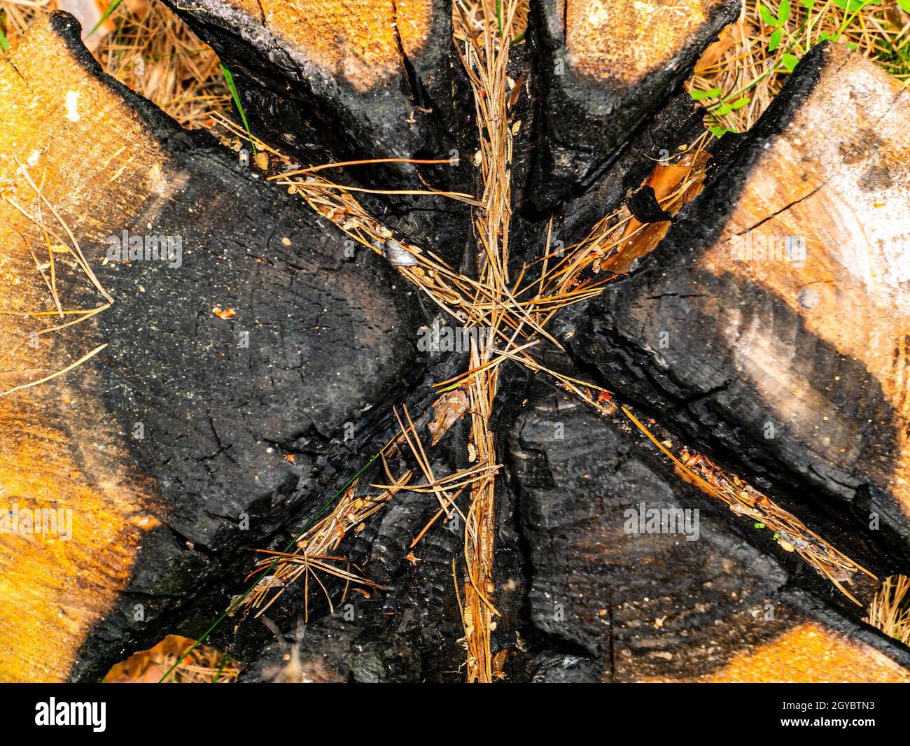 La texture de surface de la souche charrée d'un pin coupé. Souche d'arbre. Forêt de pins. Un bois charmé par le feu. Déforestation. Écologie. Feu de forêt. CA Banque D'Images