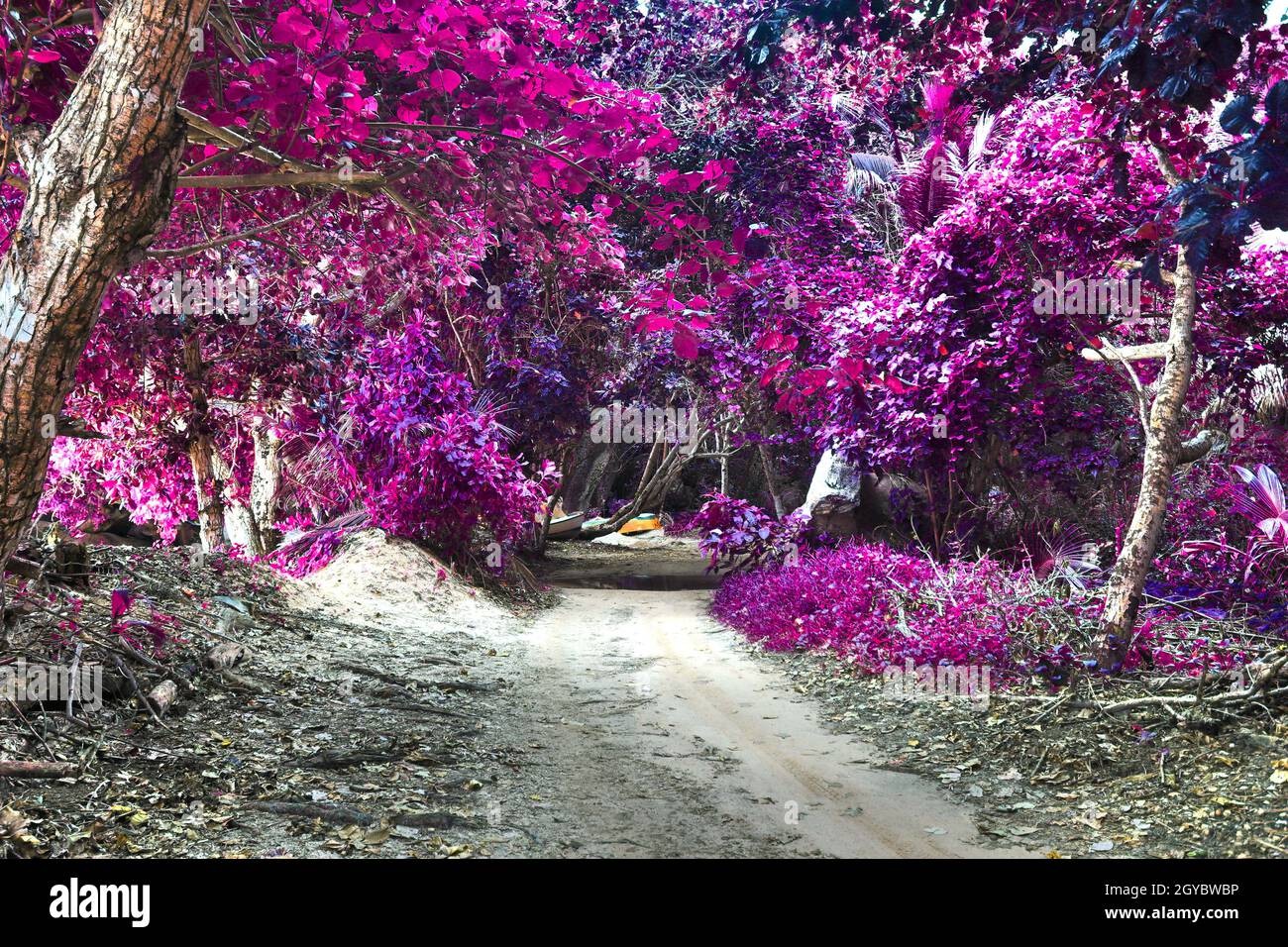 Superbes photos infrarouges roses et violets de palmiers aux Seychelles Banque D'Images