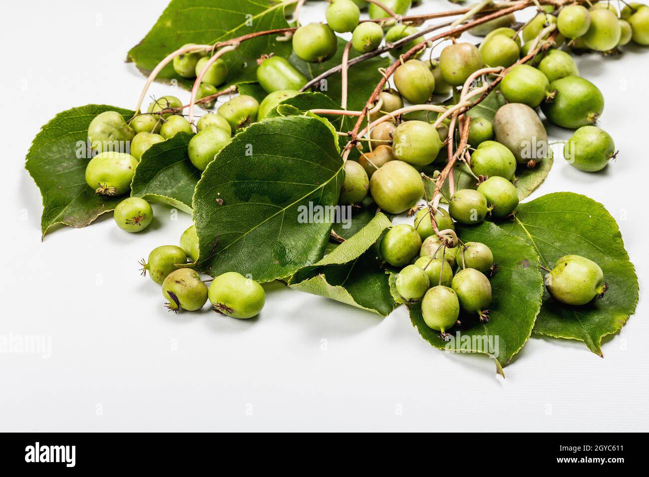 Actinidia arguta mûr ou kiwi isolé sur fond blanc.Branches de fruits frais avec feuilles vertes, maquette, modèle Banque D'Images