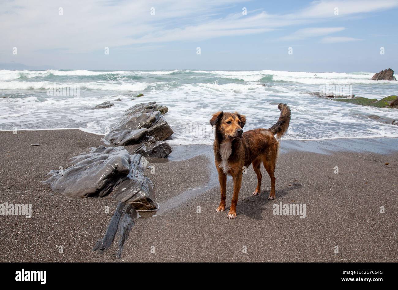 Chien sur le rivage de Barrica en Espagne avec des pierres qui sortent de l'eau couverte d'algues Banque D'Images