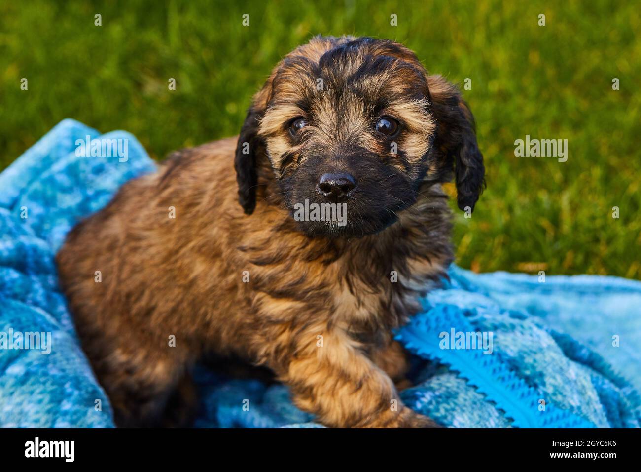Chiot doré à pois noirs et bruns dans une couverture bleue par l'herbe Banque D'Images
