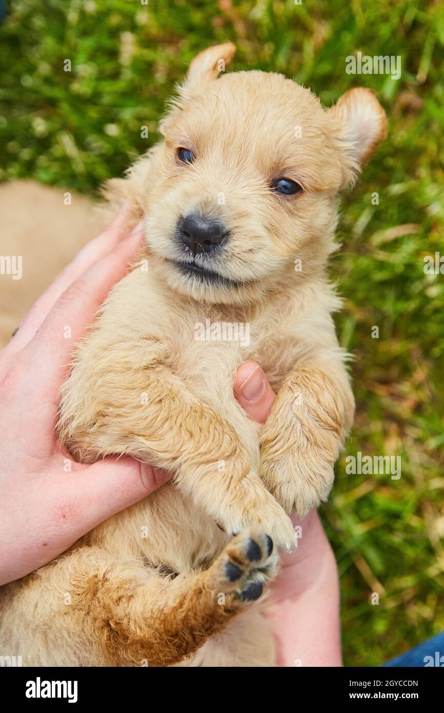 Tenir le petit chiot Golden Retriever entre les mains en regardant vers le bas Banque D'Images
