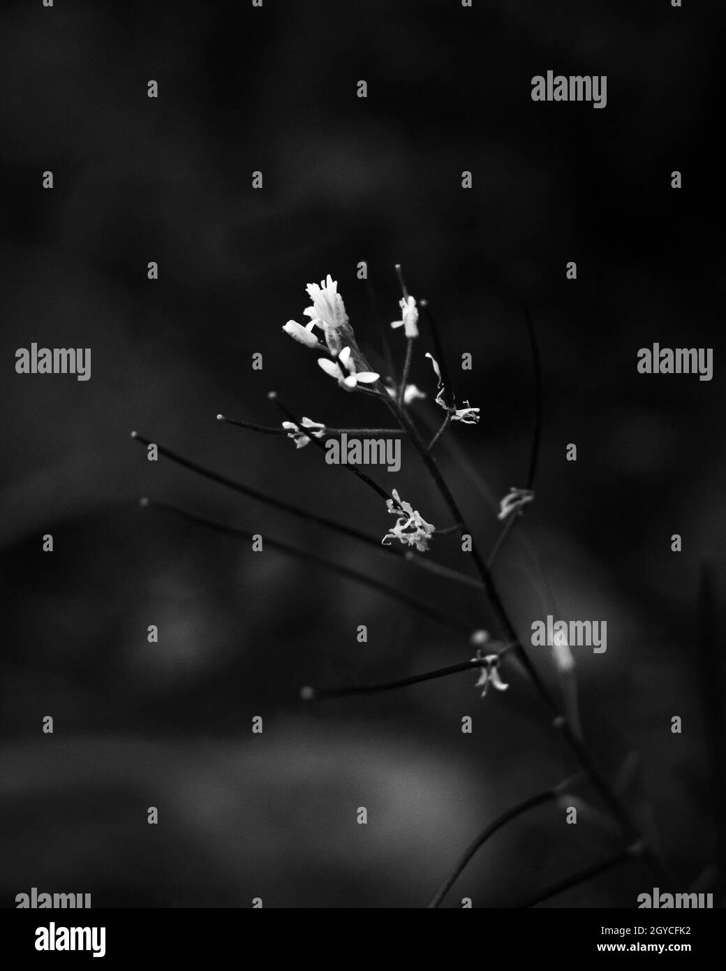 Photo en niveaux de gris d'une branche d'arbre en fleurs avec de petites fleurs Banque D'Images