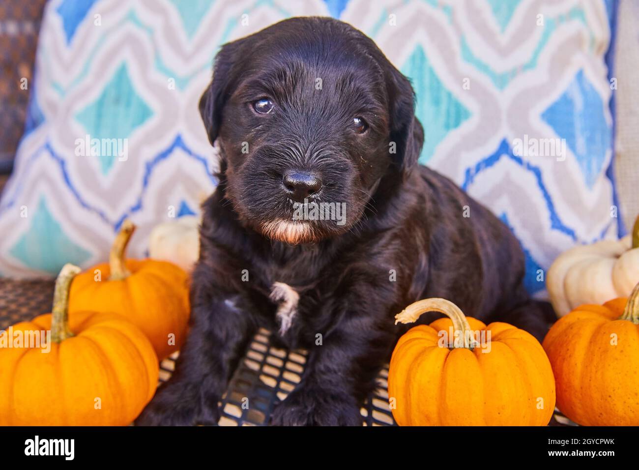 Chiot noir doré retriever entouré de minuscules citrouilles d'automne orange Banque D'Images