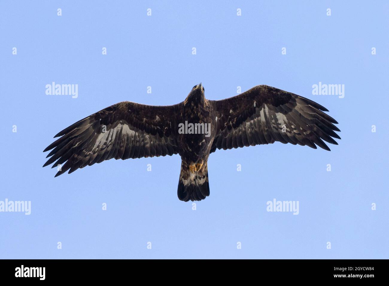 Silhouette d'un aigle doré adulte (Aquila chrysaetos) survolant Banque D'Images