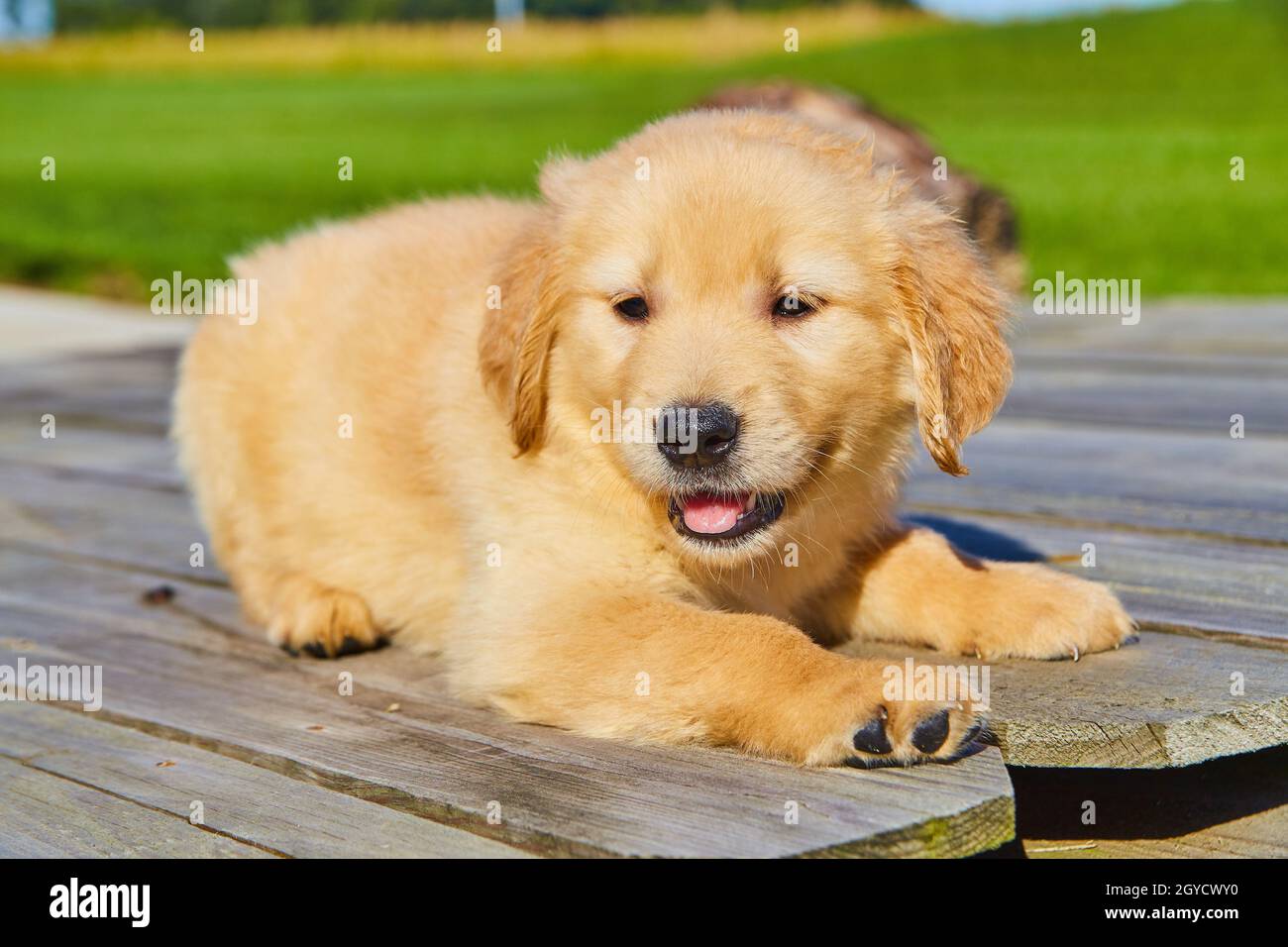 Mignon Golden Retriever panting sur des ébauches de bois avec le vert en arrière-plan Banque D'Images