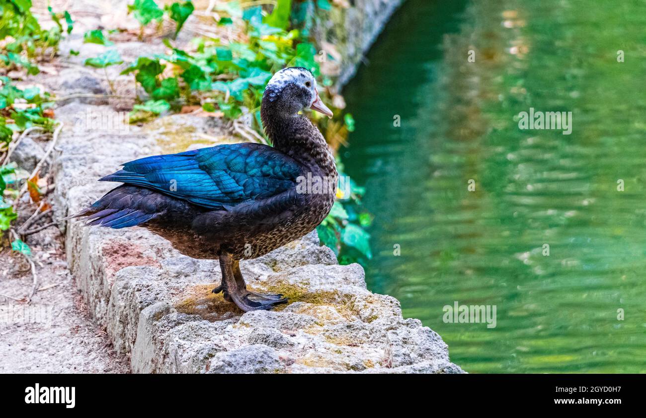 Canard bleu foncé canard muscovy dans le parc Rodini sur l'île de Rhodes en Grèce. Banque D'Images