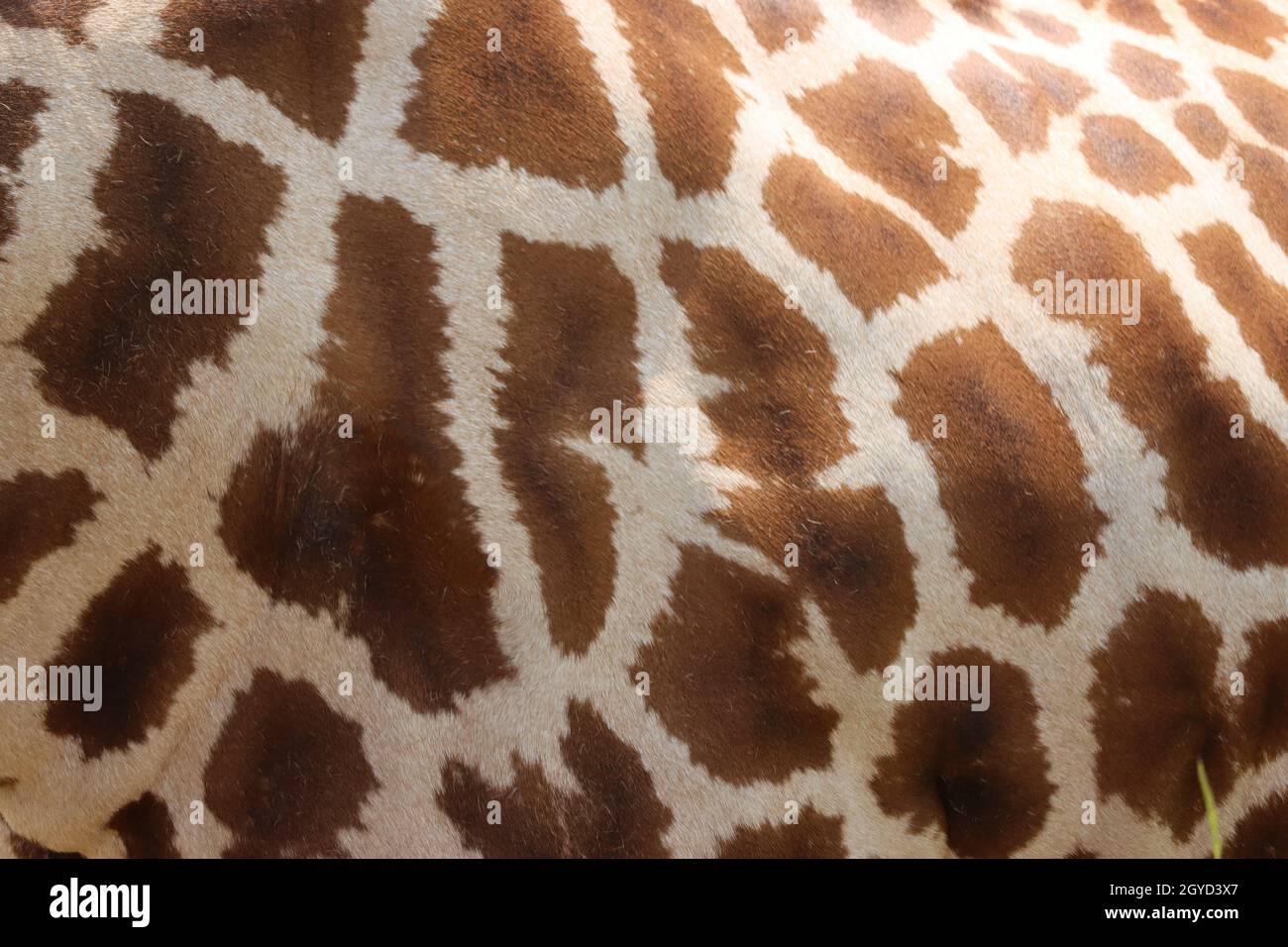 magnifiques hauts spots girafe sauvage long cou rapide cornes Banque D'Images