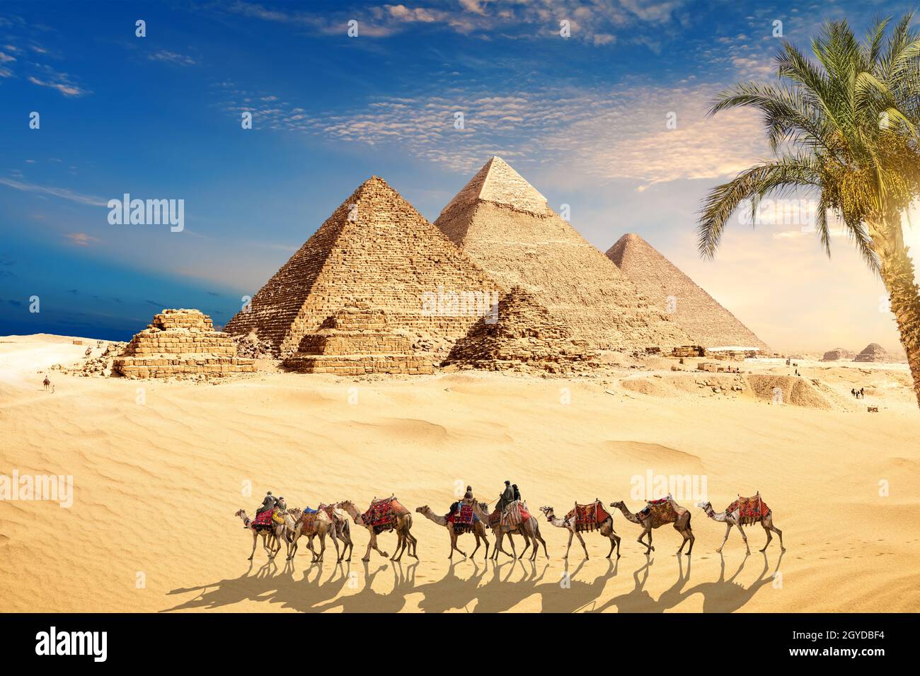 Chameaux dans les sables par les grandes Pyramides de Gizeh, le Caire, l'Egypte. Banque D'Images