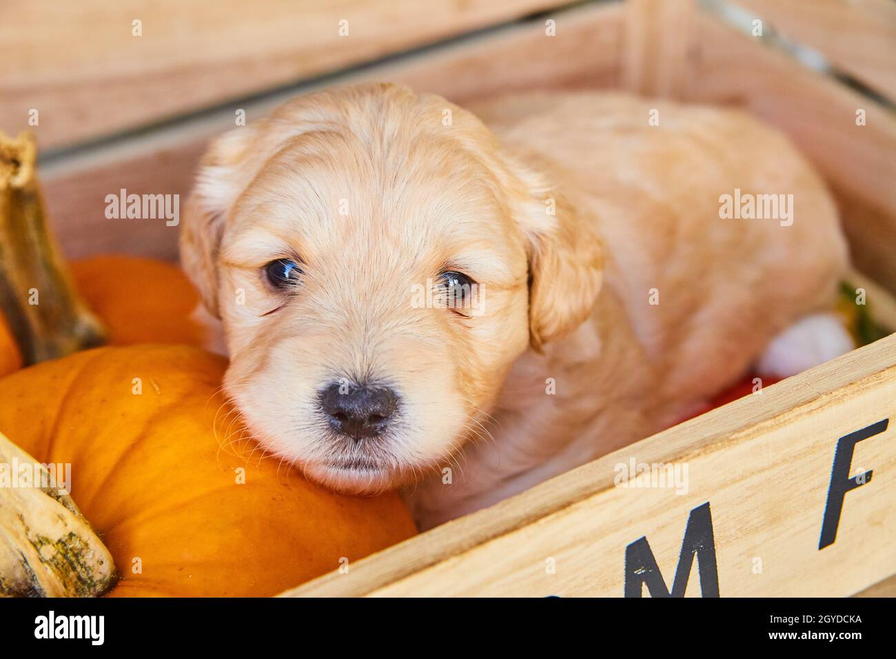 Adorable chiot Golden Retriever en boîte de bois avec citrouilles d'automne Banque D'Images