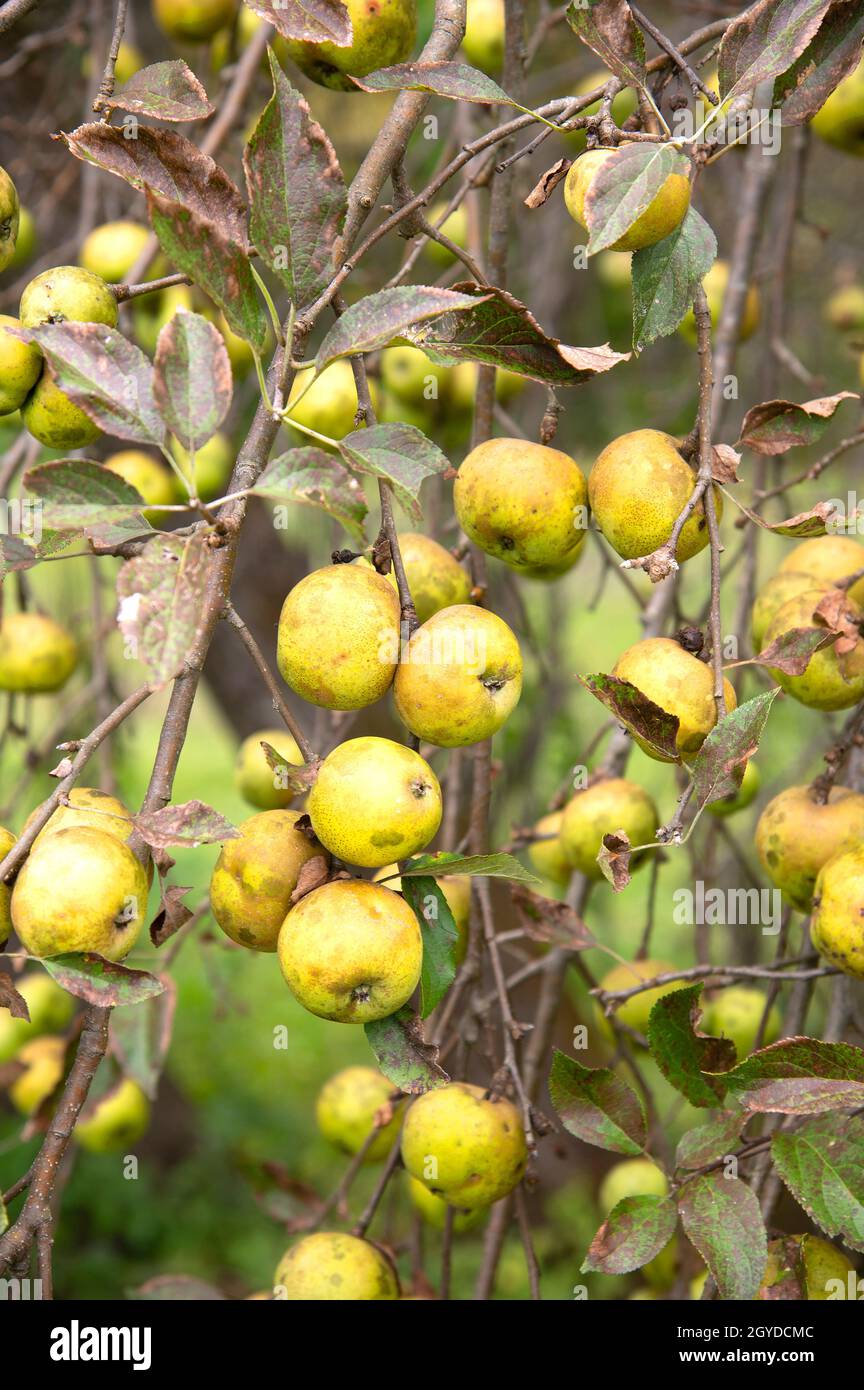 La culture de pomme sur un arbre à Pittsfield, Massachusetts, États-Unis Banque D'Images