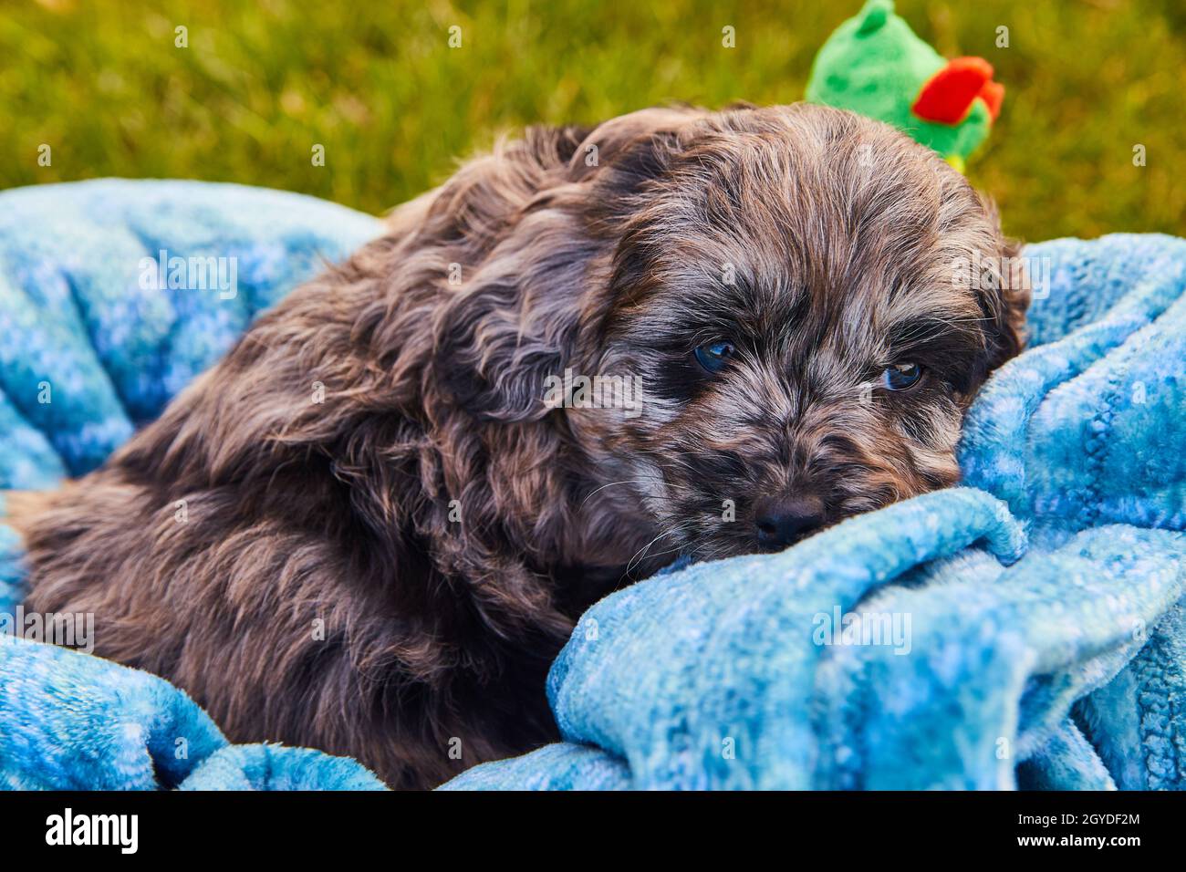 Adorable chiot noir doré noir dormant dans une couverture bleue Banque D'Images