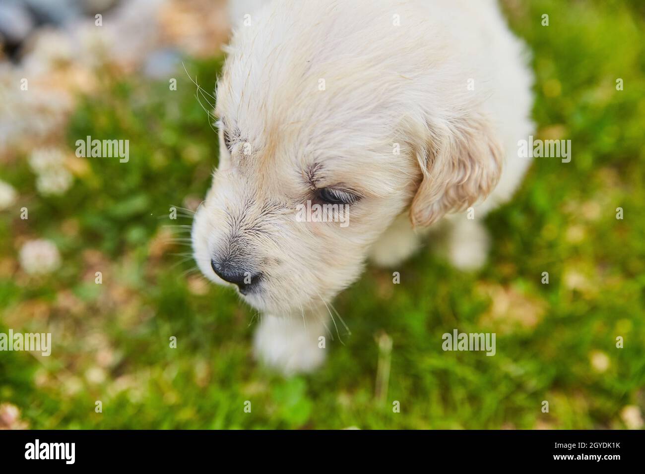 Un adorable retriever doré d'en haut dans l'herbe avec les détails du visage Banque D'Images