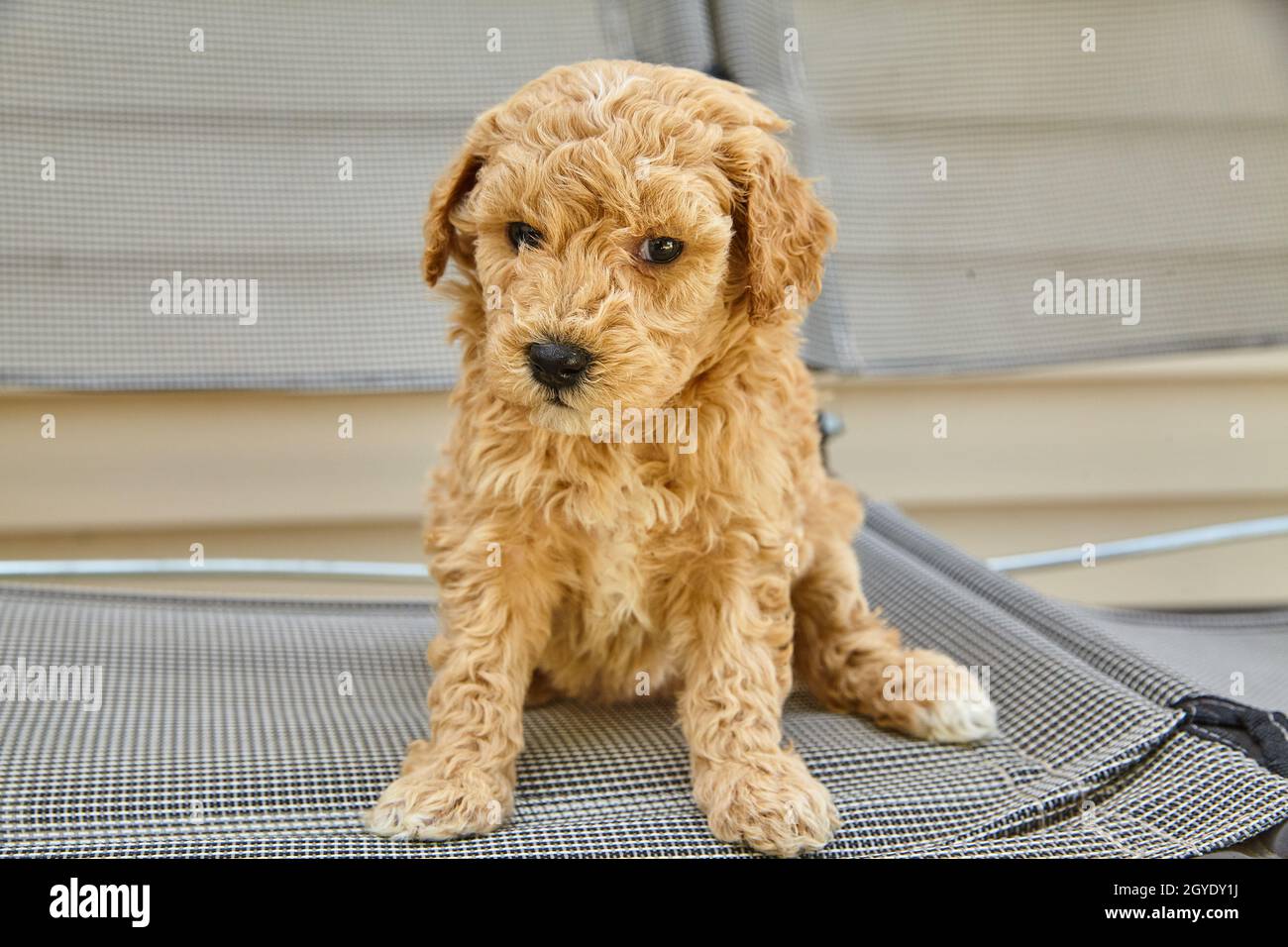 Chiot Goldendoodle têtu assis sur une chaise longue Banque D'Images