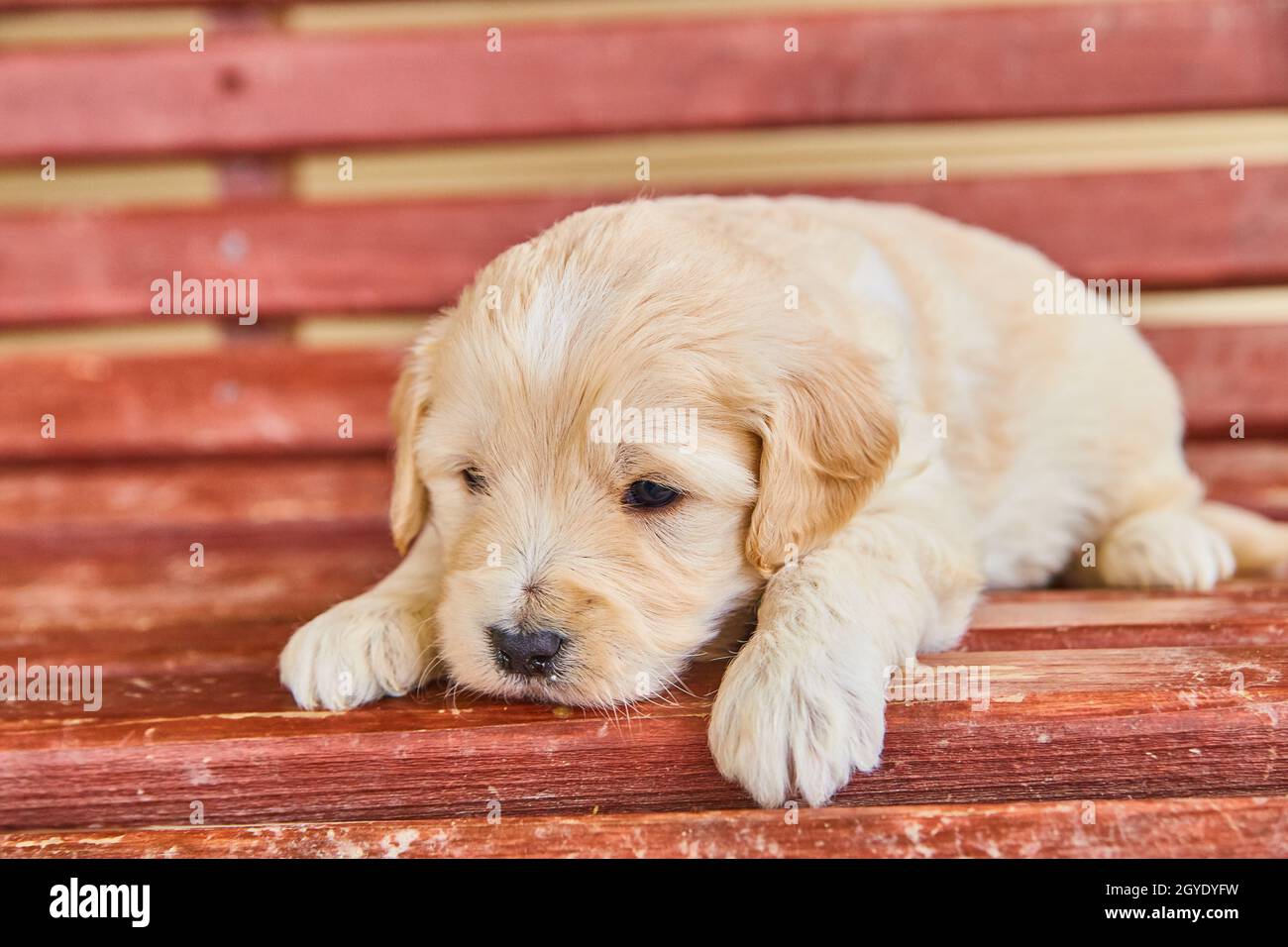 White Golden Retriever presque endormi sur banc rouge Banque D'Images