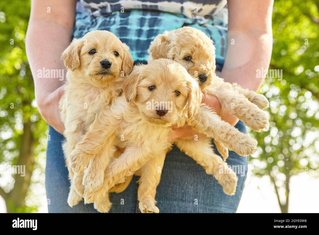 Portée de trois adorables chiots blancs Goldendoodle tenus dans les bras d'une femme Banque D'Images