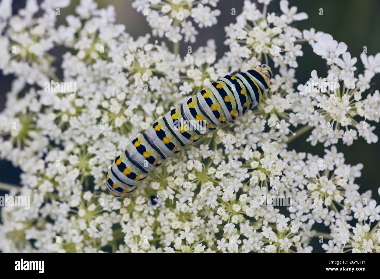 la chenille blanche, noire et jaune se mélange à la surface de petites fleurs blanches Banque D'Images