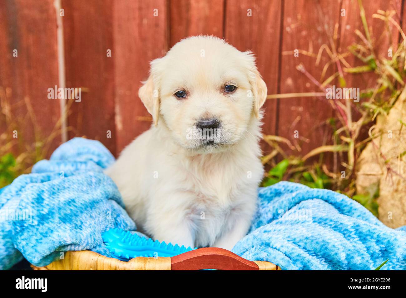 Chiot blanc Golden Retriever assis sur une couverture bleue dans le panier contre une clôture rouge Banque D'Images
