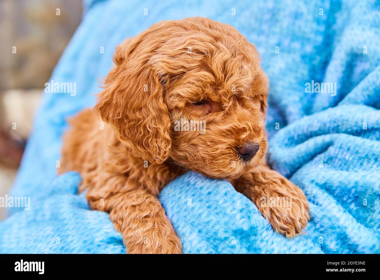 Petite tête de gondole dorée à poils fins reposant dans une couverture bleue Banque D'Images